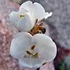 Drosera - native